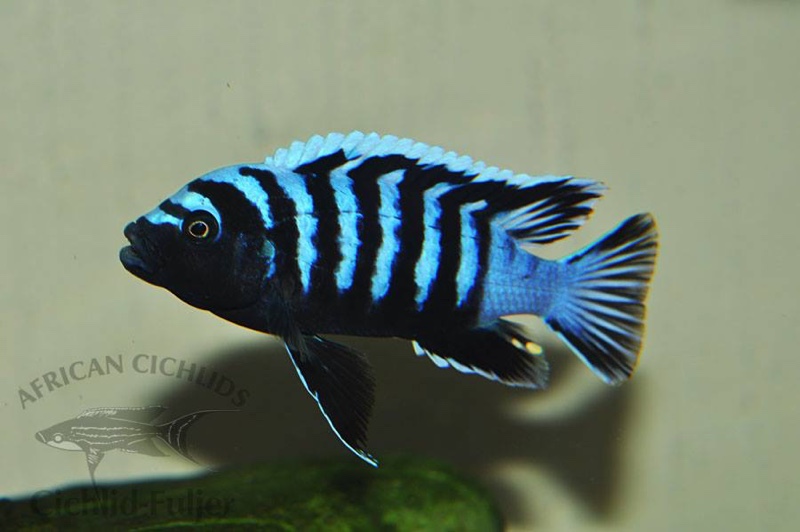 Cynotilapia zebroides 'Likoma Island'